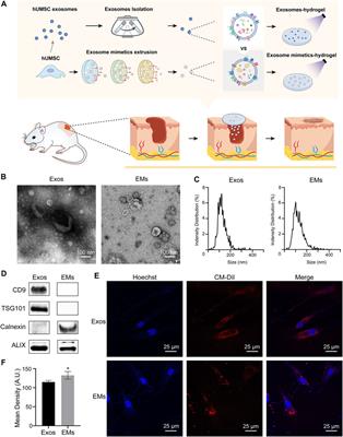 Exosome Mimetics-Loaded Hydrogel Accelerates Wound Repair by Transferring Functional Mitochondrial Proteins